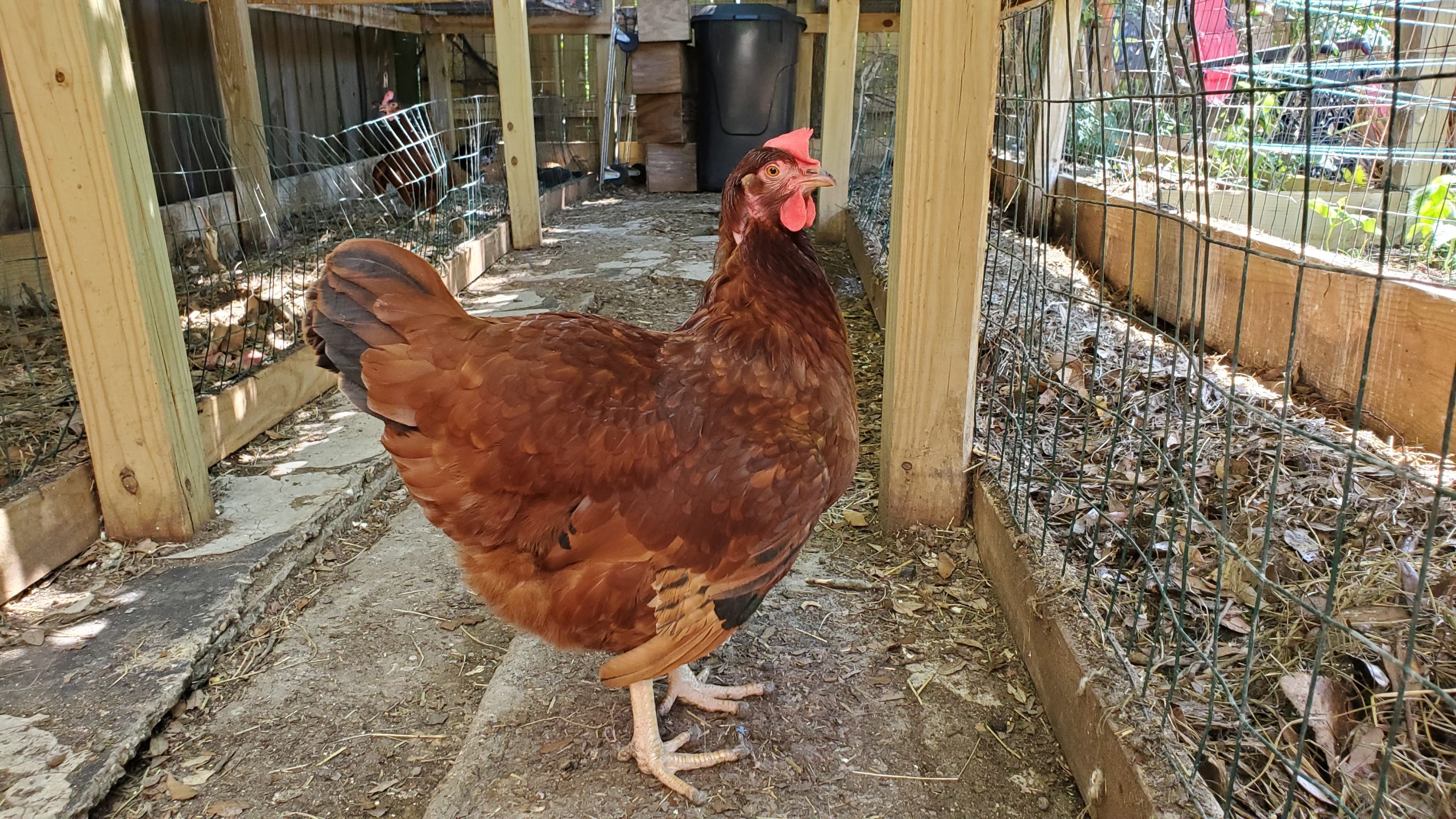13 of the Best Backyard Chicken Breeds (And Why You Should Raise